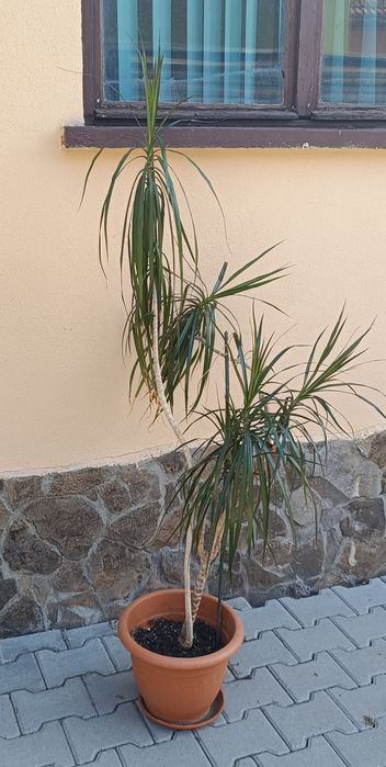 Dracaena marginata