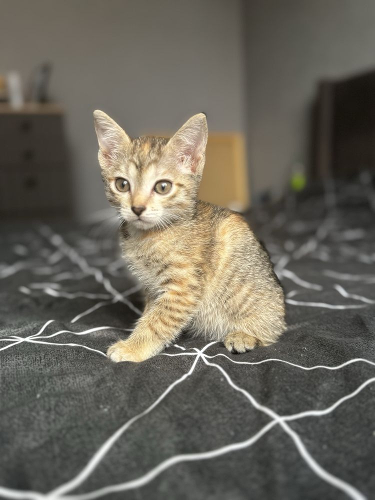 Очаровательные котята ищут себе любящих хозяев