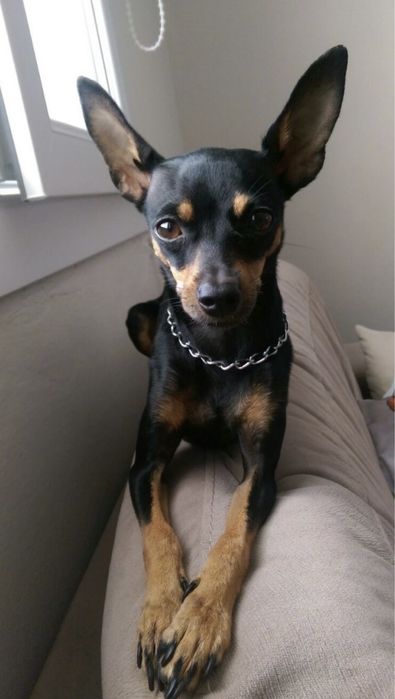 Отдам той терьера