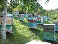Мёд с ВКО Натуральный экологически чистый продукт
Разнотравье
Луговой