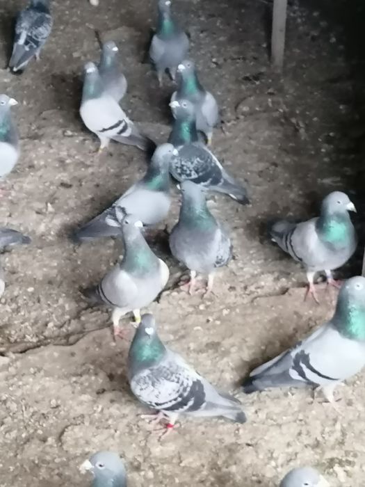 Vand porumbei voiajori