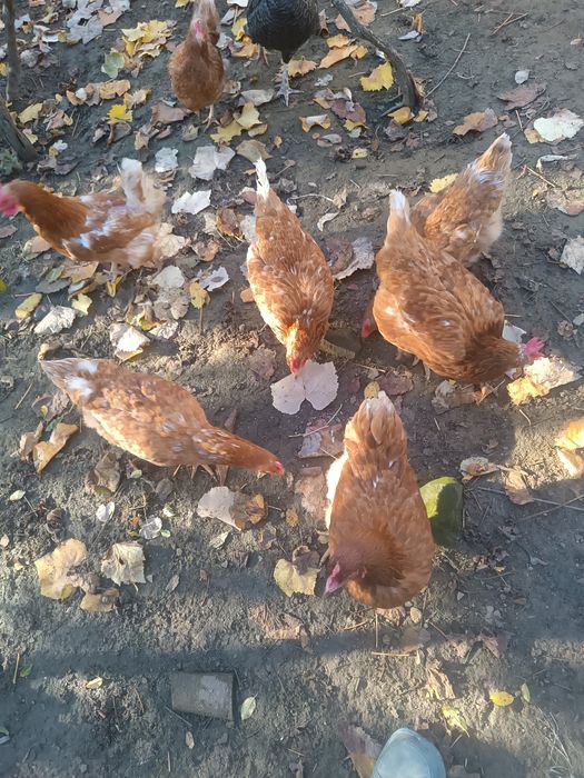 КОКОШКИ Ламон Браун