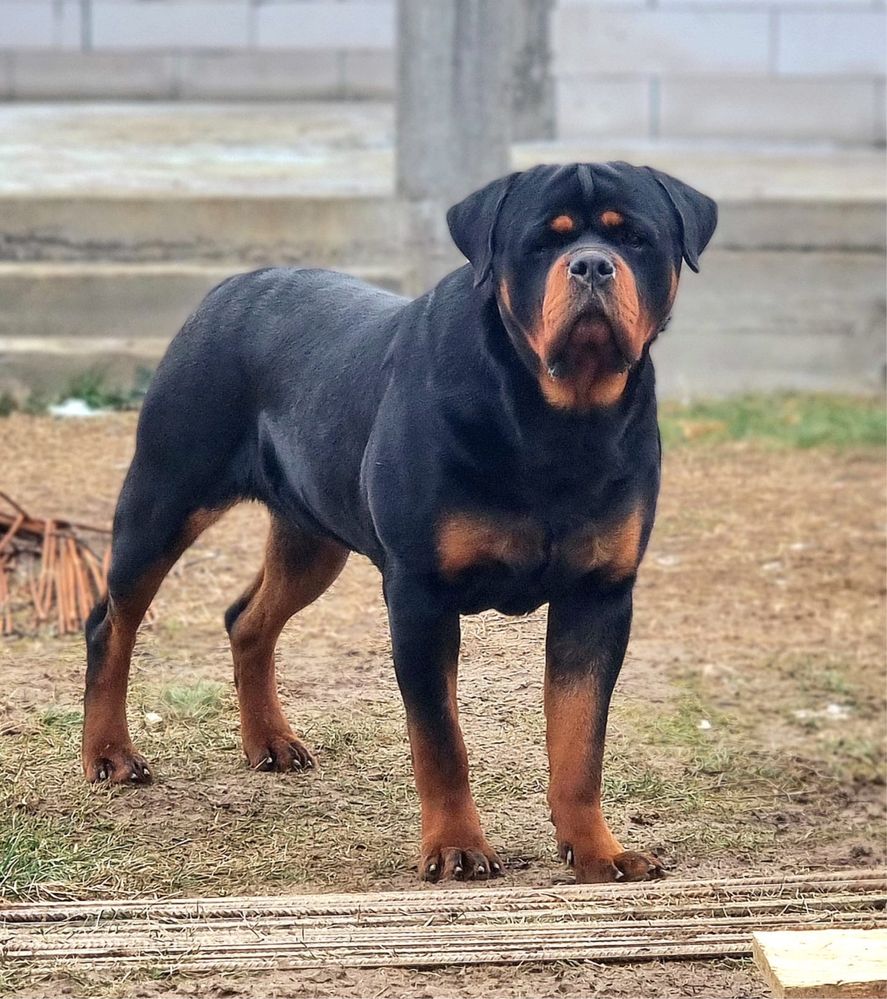 Vand pui Rottweiler cu pedigree