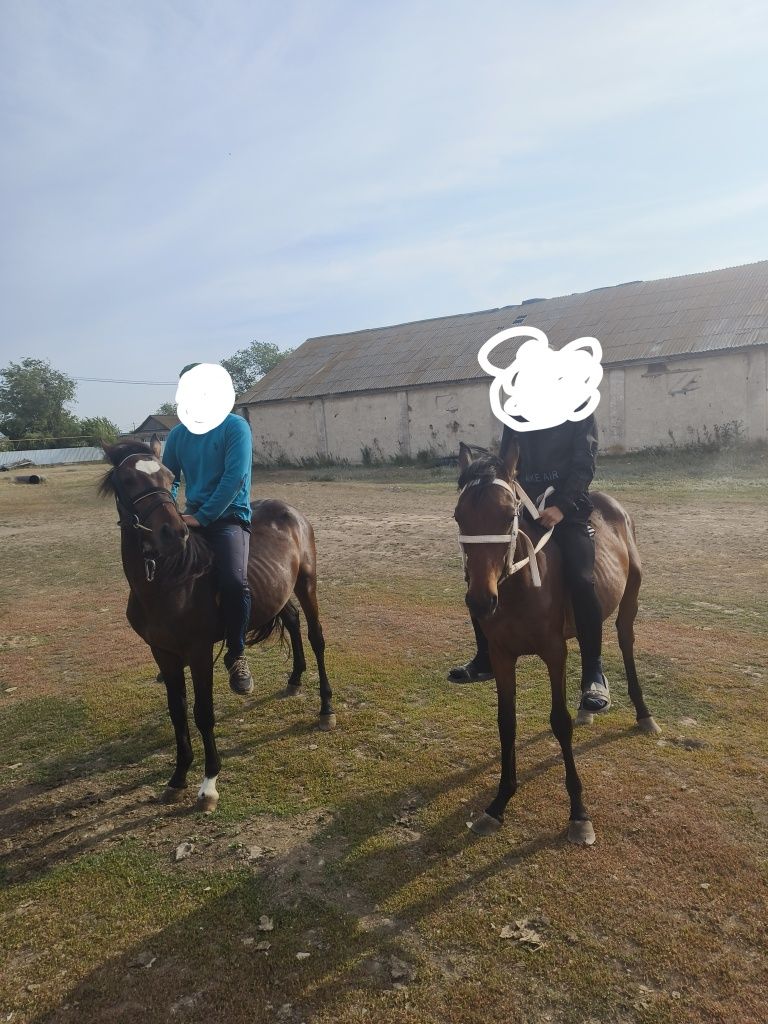 Еки күнан сатылуда
