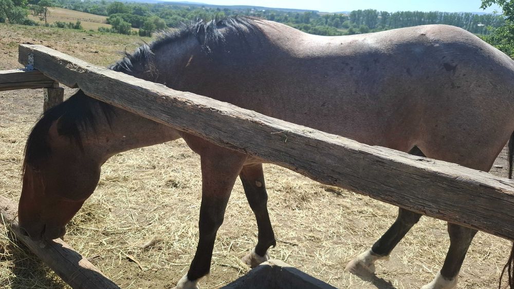 Armasar de 3 ani bland