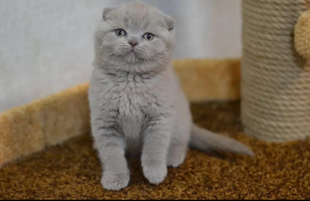 Scottish fold liliac
