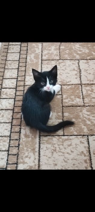 Пристраиваются котятя в добрые руки.
