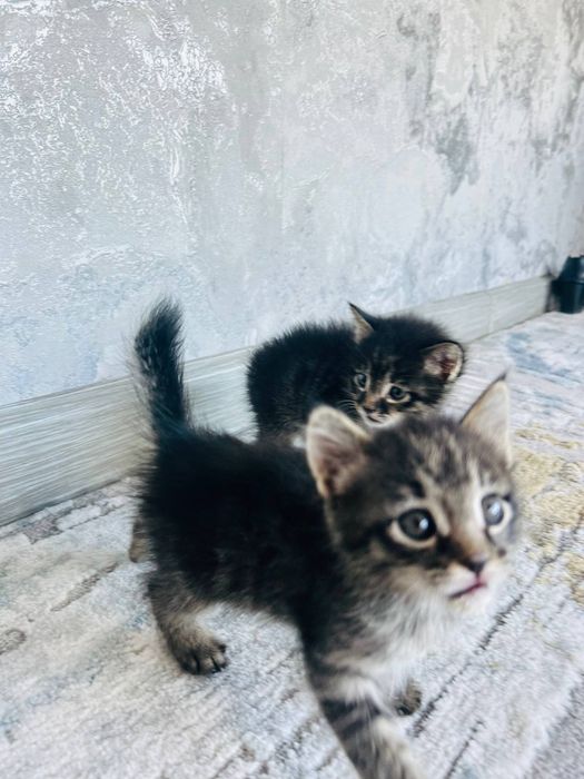 Котята. Отдам в хорошие руки