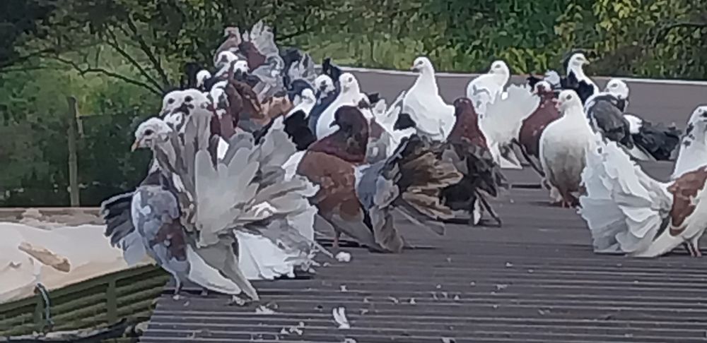 Vând porumbei  curcani/rotați