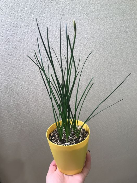 Зефирантес белый