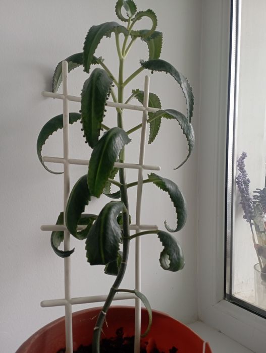 Комнатный цветок каланхоэ