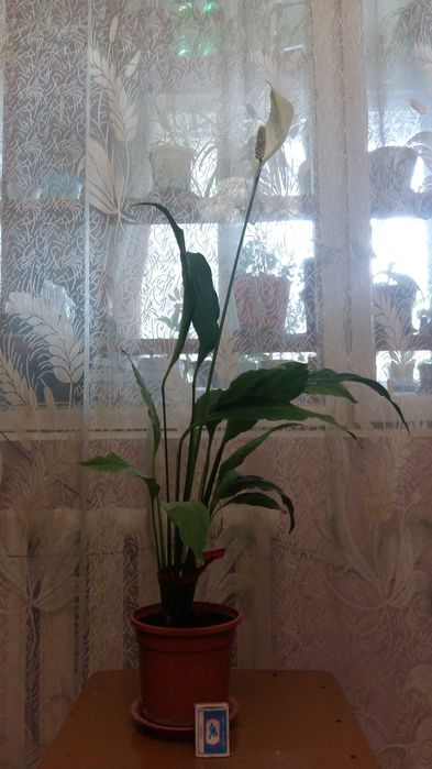 Спатифиллум  (Женское счастье)