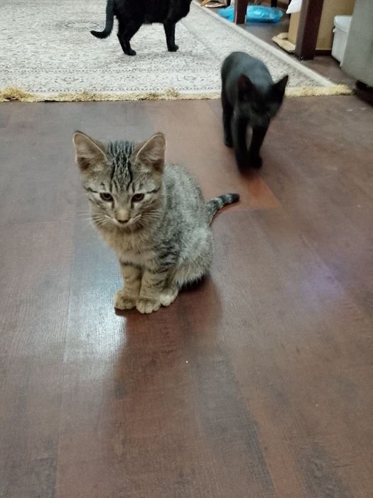 Котята, 4 месяца, бесплатно, Ташкент