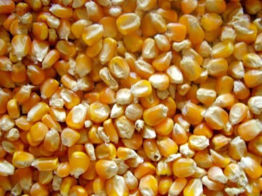 Vand porumb recolta 2025 - cereale
