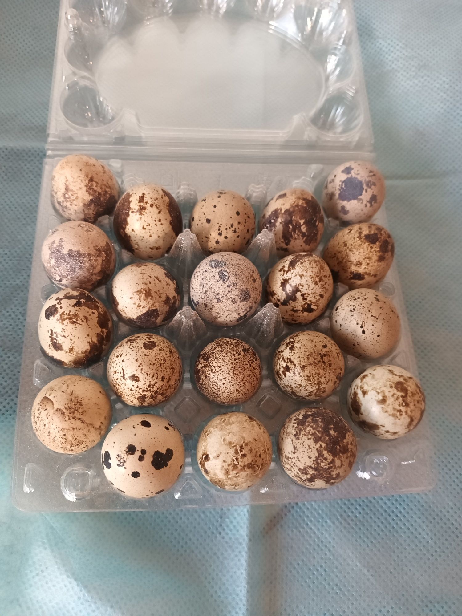 Перепелинные яйца порода Маньчжур домашнего производства