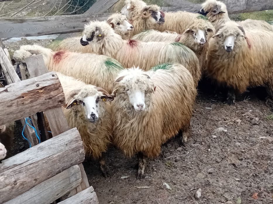 Vand 12 oi mioare la prima fatare