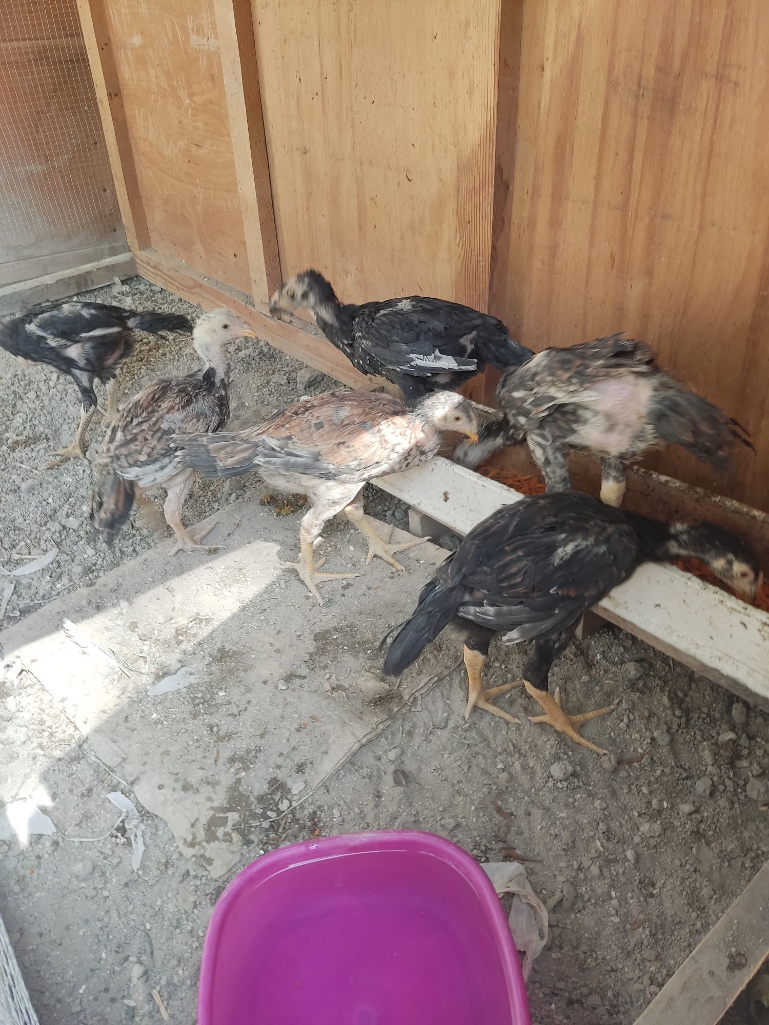 Tozasini suraganlaga 4 ta  xuroz 5 ta makiyon