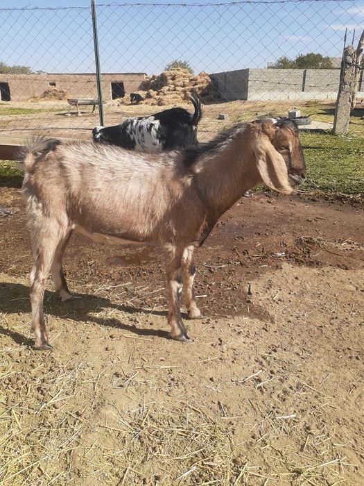Echki zotdor Angola nubinski