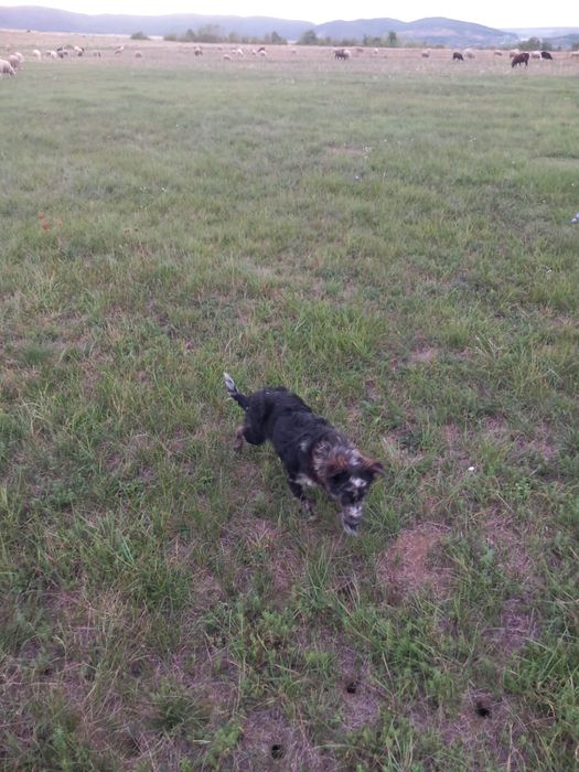 Cățel de întors oile