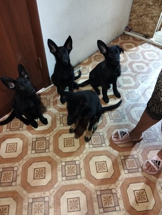 Продам щенков немецкой овчарки