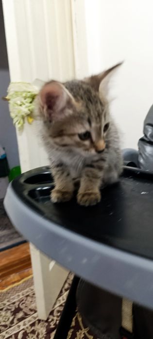 Котята мальчики чистые