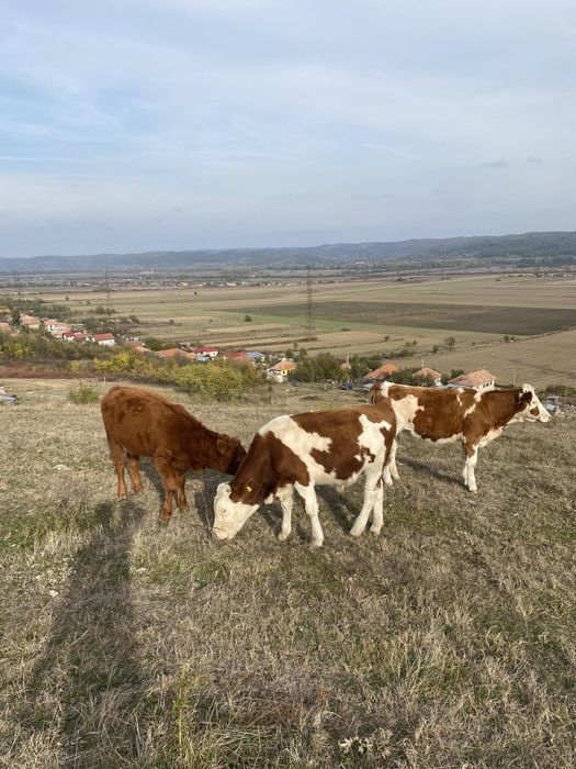 Vănd vaci mai multe detalii la telefon