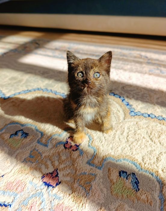 Котенок в добрые и ответственные руки