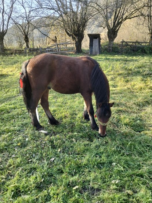 Vând mânz cuminte de 7 pe 8 luni