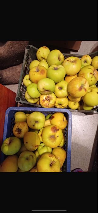 Яблоки домашние крупные