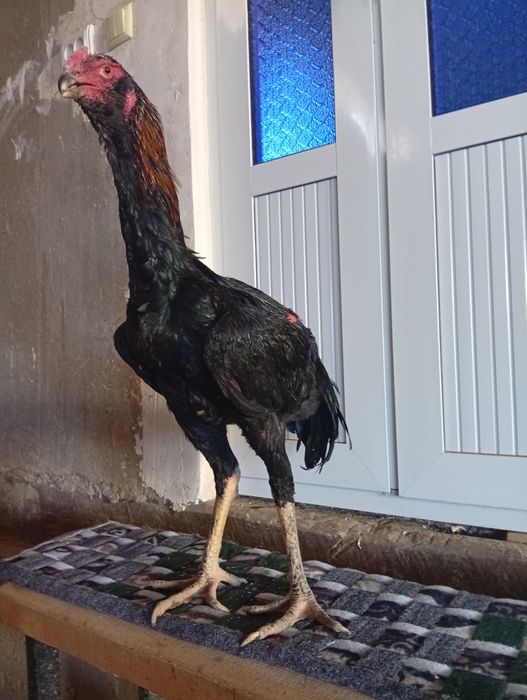 Бразильский соколи майиски болага сотилади