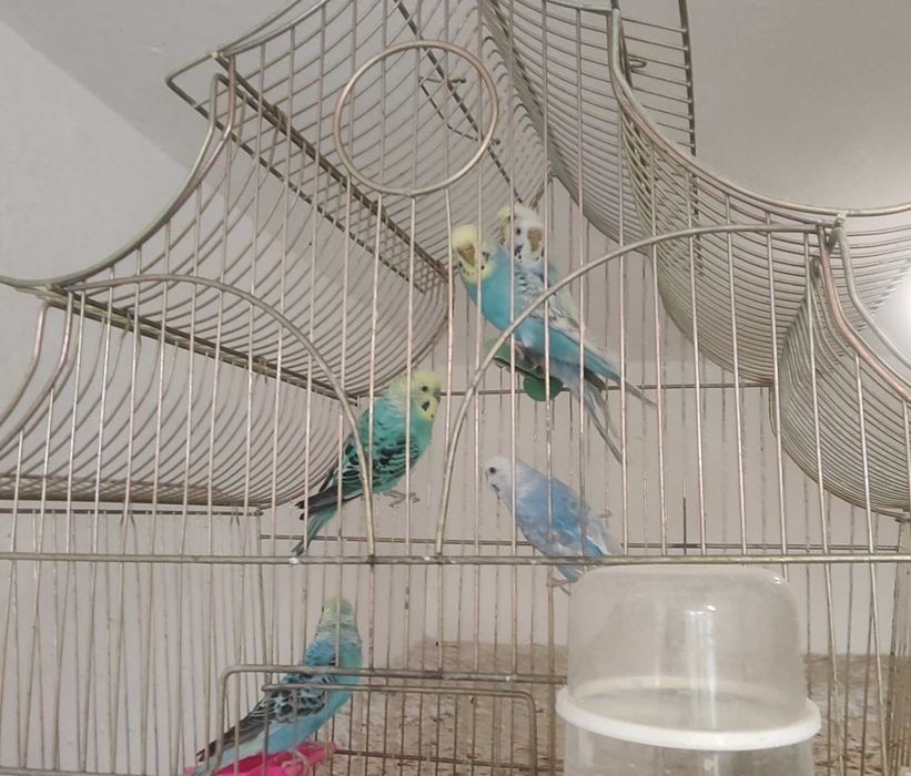 Вълнисти папагали и Корели