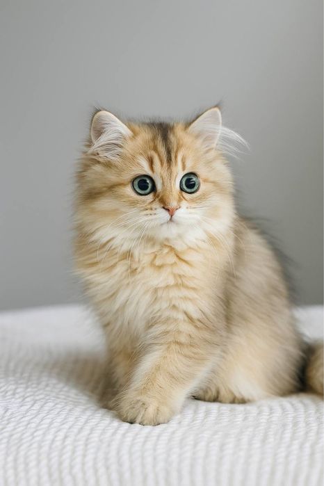 Британские золотые шиншиллы из питомника