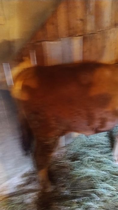 Vand doi vitei si o vitica