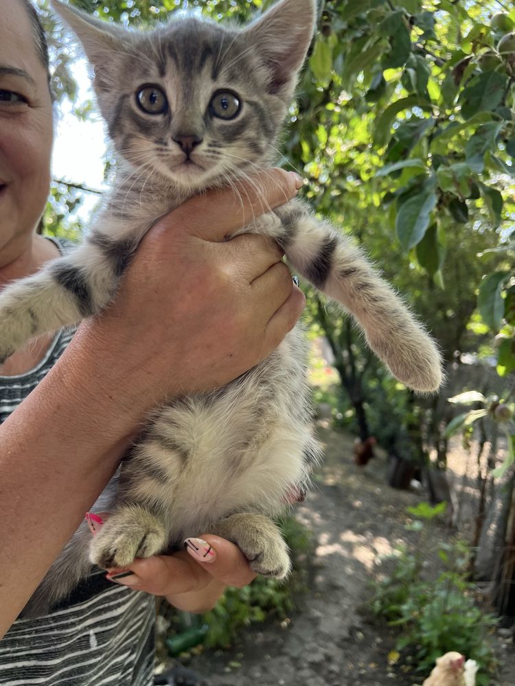 Подарявам котета