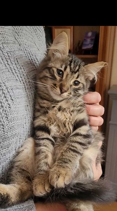 Adoptie pui de pisica de 3 luni VACCINATI DEPARAZITATI