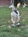 Cand cocosi brahma herminat deschis