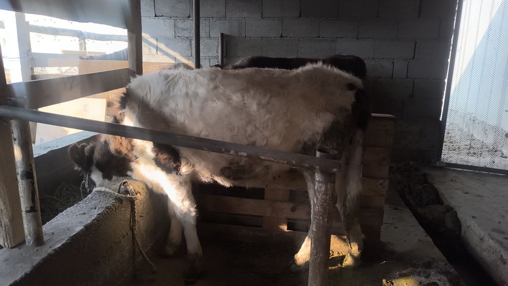 Тёлка без рогая хорошей породой