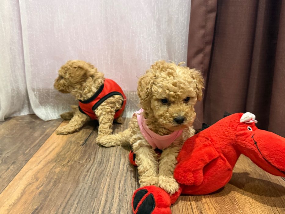 Пудел той, пуделчета