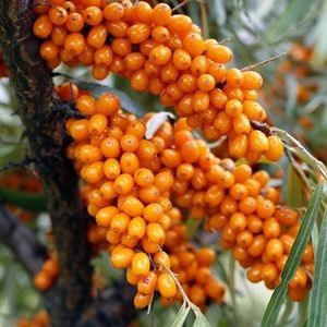 Arbusti Fructiferi (Catina Femela )