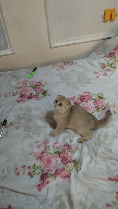 Sotiladi Skotish fold