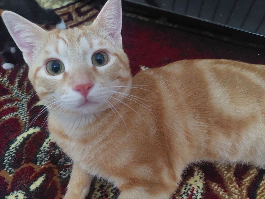 Отдам в Хорошие руки кот мальчик