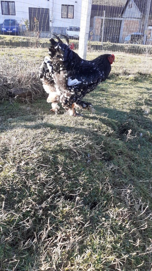 Cocoși brahma bobat, și Columbia