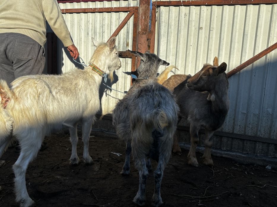 Capre tinere  gestante