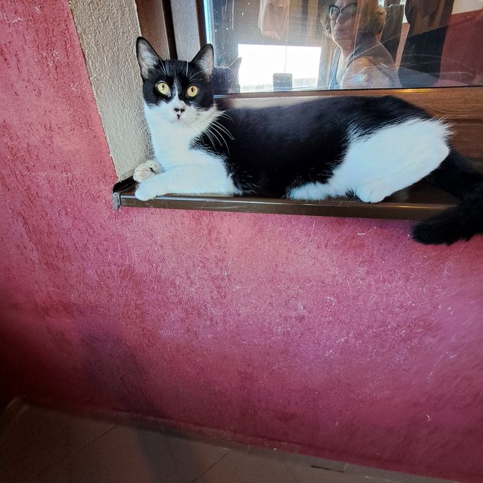 Adoptie pisica tuxedo castrata Seherezada