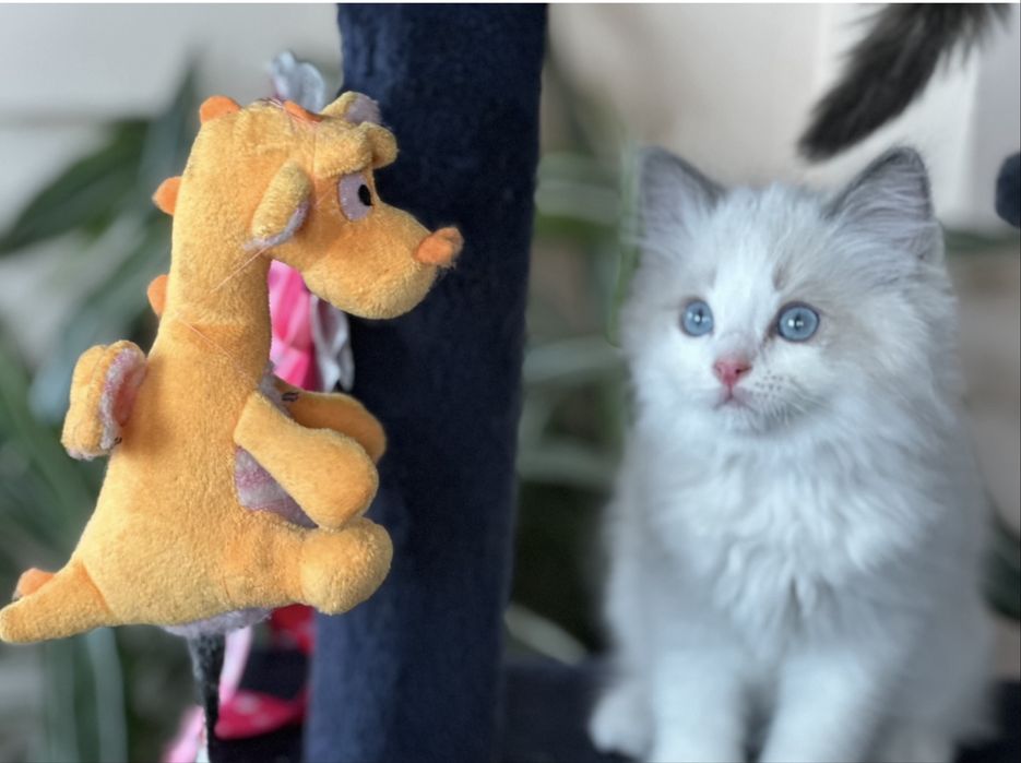 Регдол  / Ragdoll /  котенца