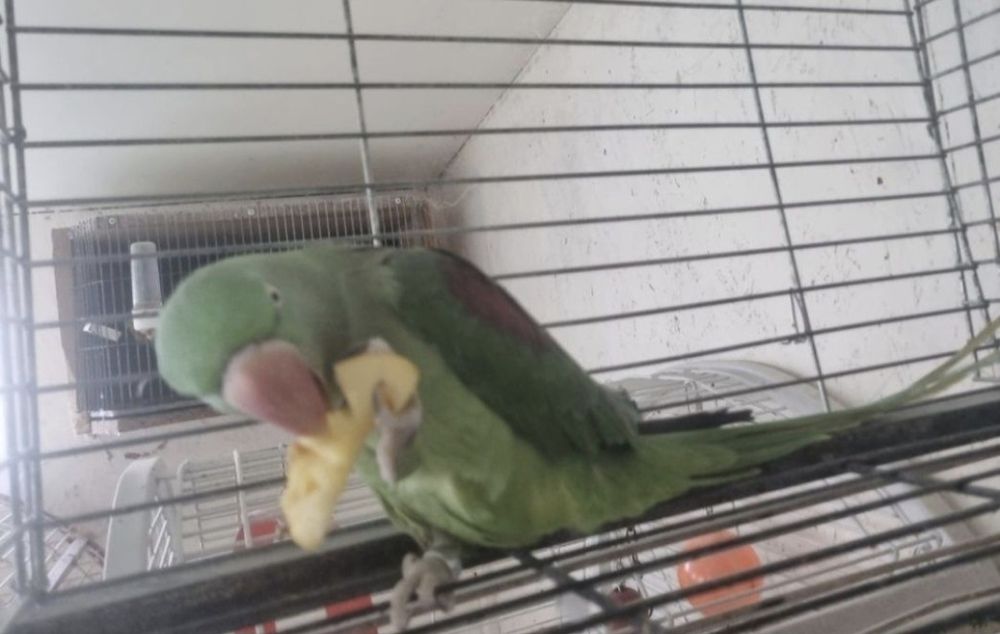 Femela reproducătoare Papagal vorbitor Marele Alexander