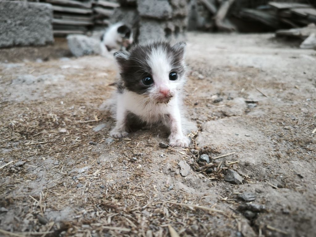 Отдам котят на добрые руки