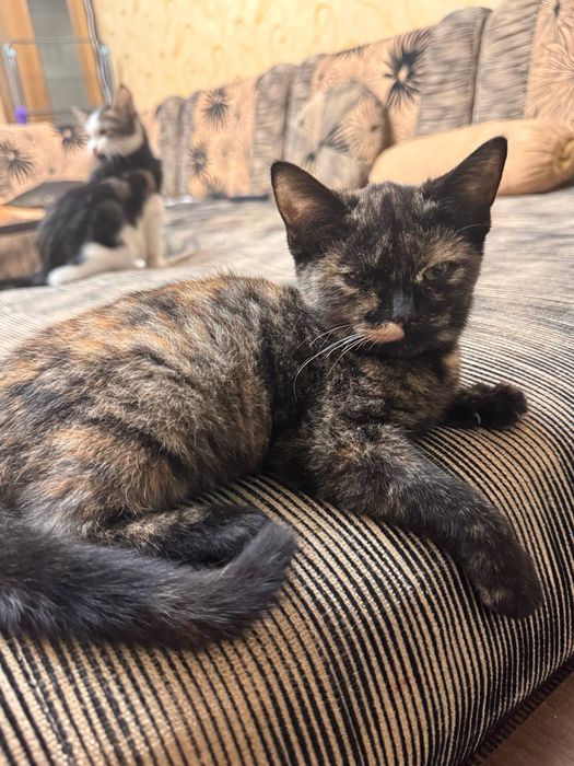 Mushukchaga mehribon uy kerak