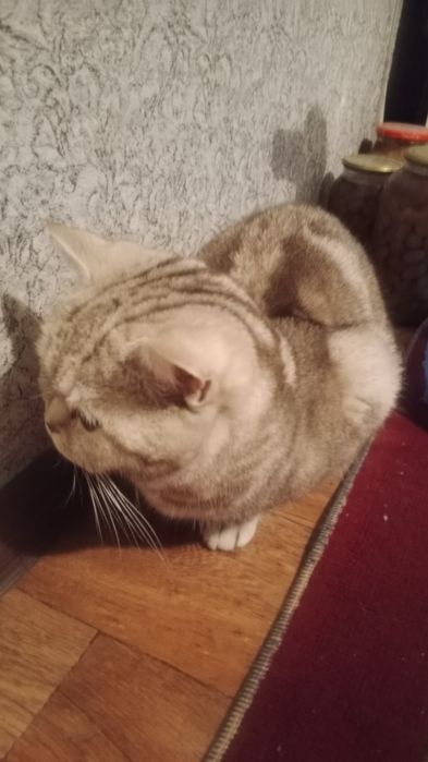 Шотландский кошка возраст 1 год