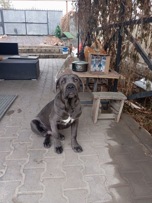 Животные собаки.